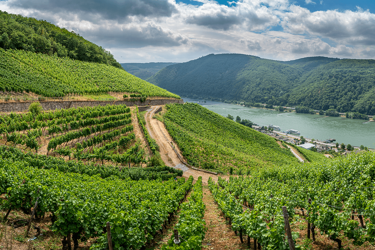 German vineyards in Rudesheim am Rhein