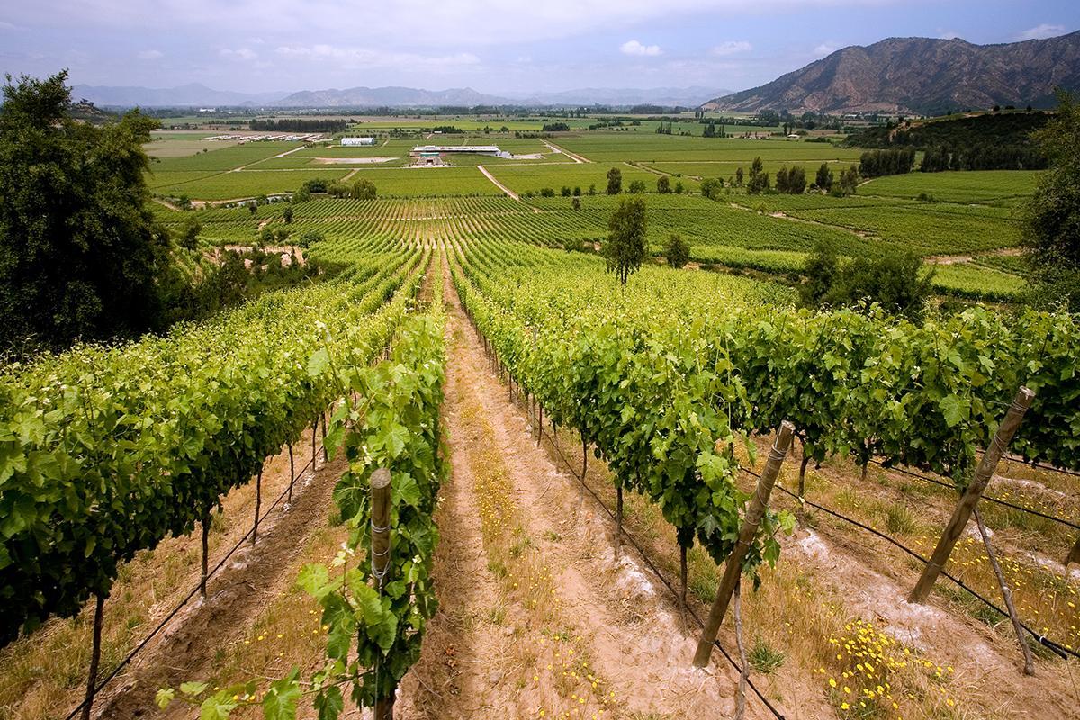 Chilean Wine - Vineyards